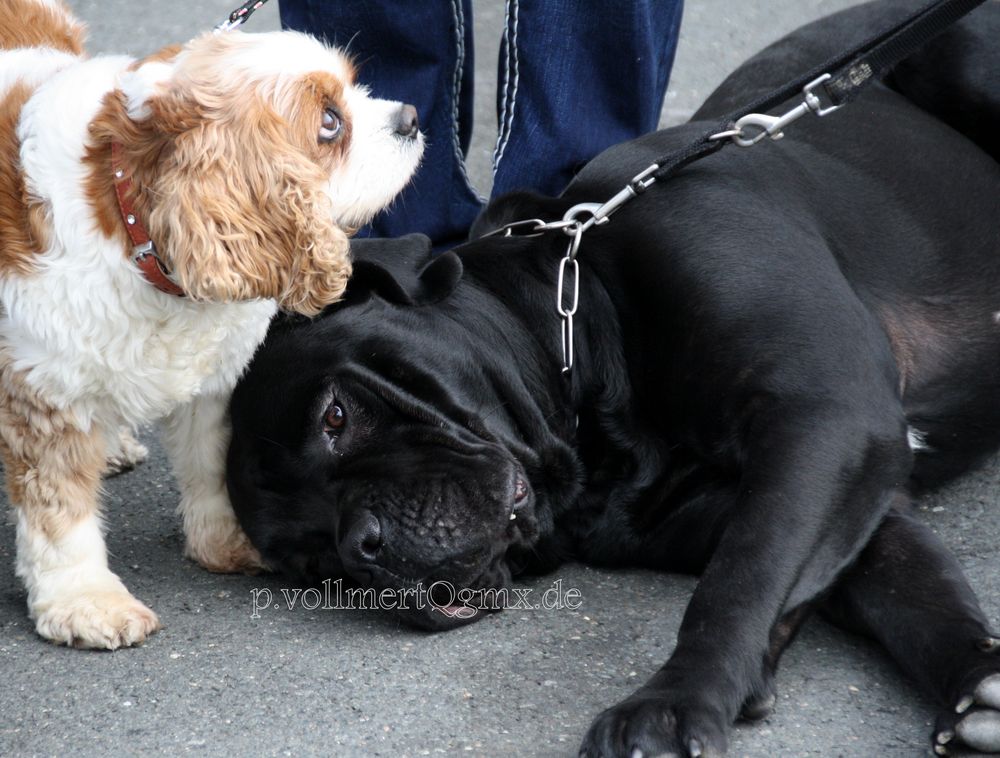 Internationale Rassehunde - Ausstellung in Hannover