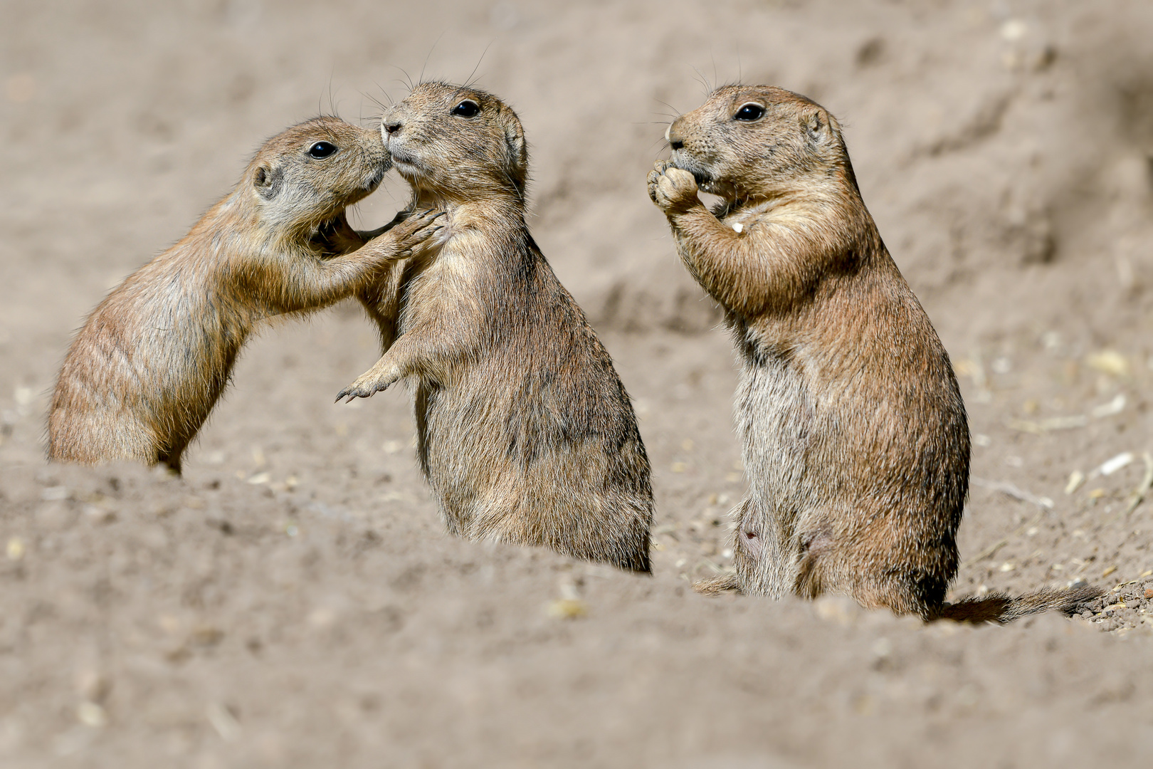 Internationaler Tag der Freundschaft