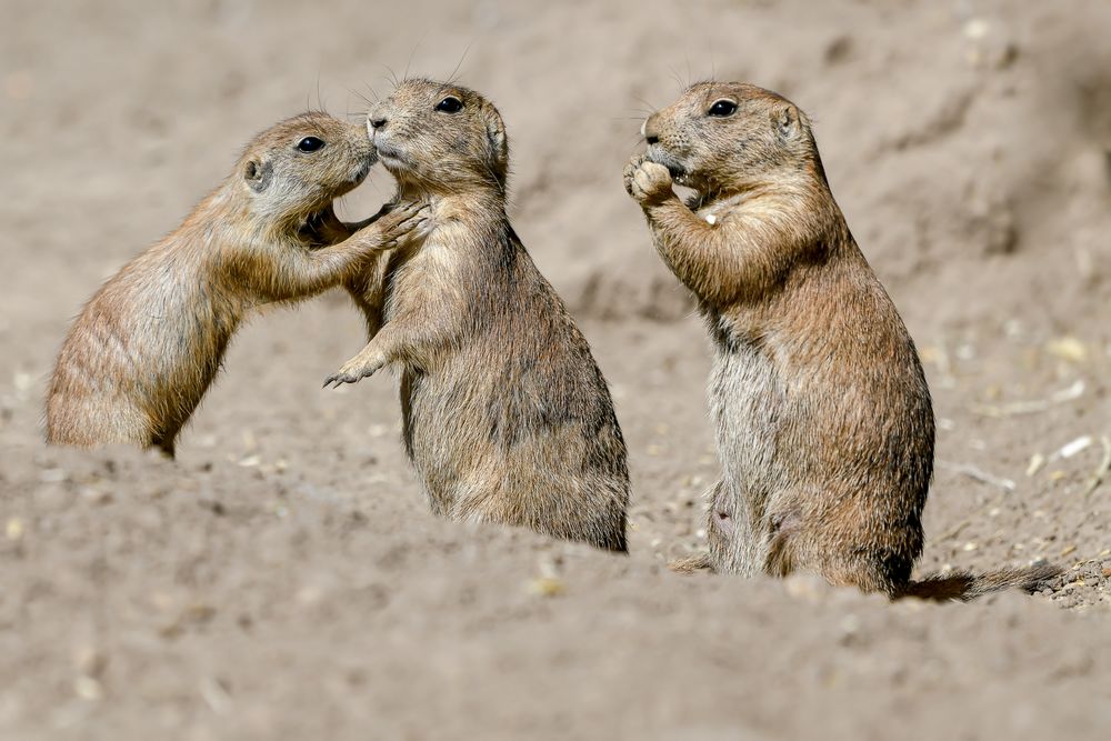 Internationaler Tag Der Freundschaft Foto Bild Tiere Zoo Wildpark Falknerei Saugetiere Bilder Auf Fotocommunity