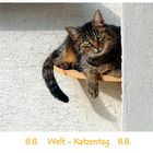 Internationaler Tag der Katze