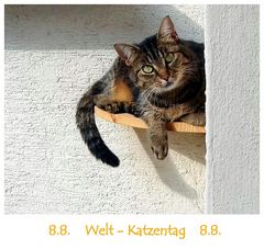 Internationaler Tag der Katze