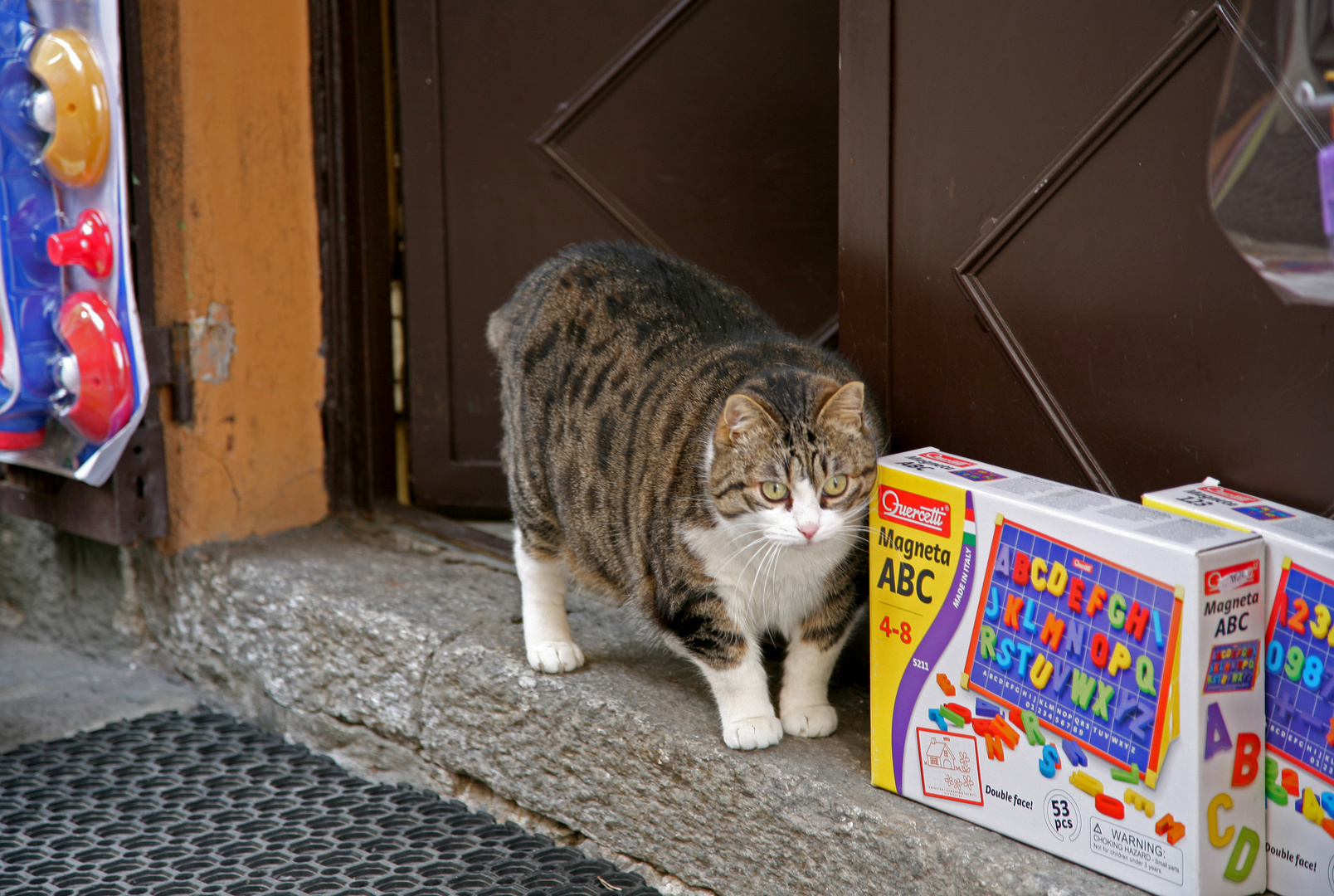 Internationaler Tag der Katze ?