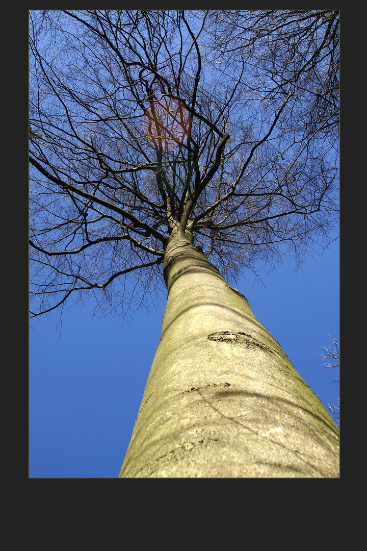 INTERNATIONALER TAG DES BAUMES