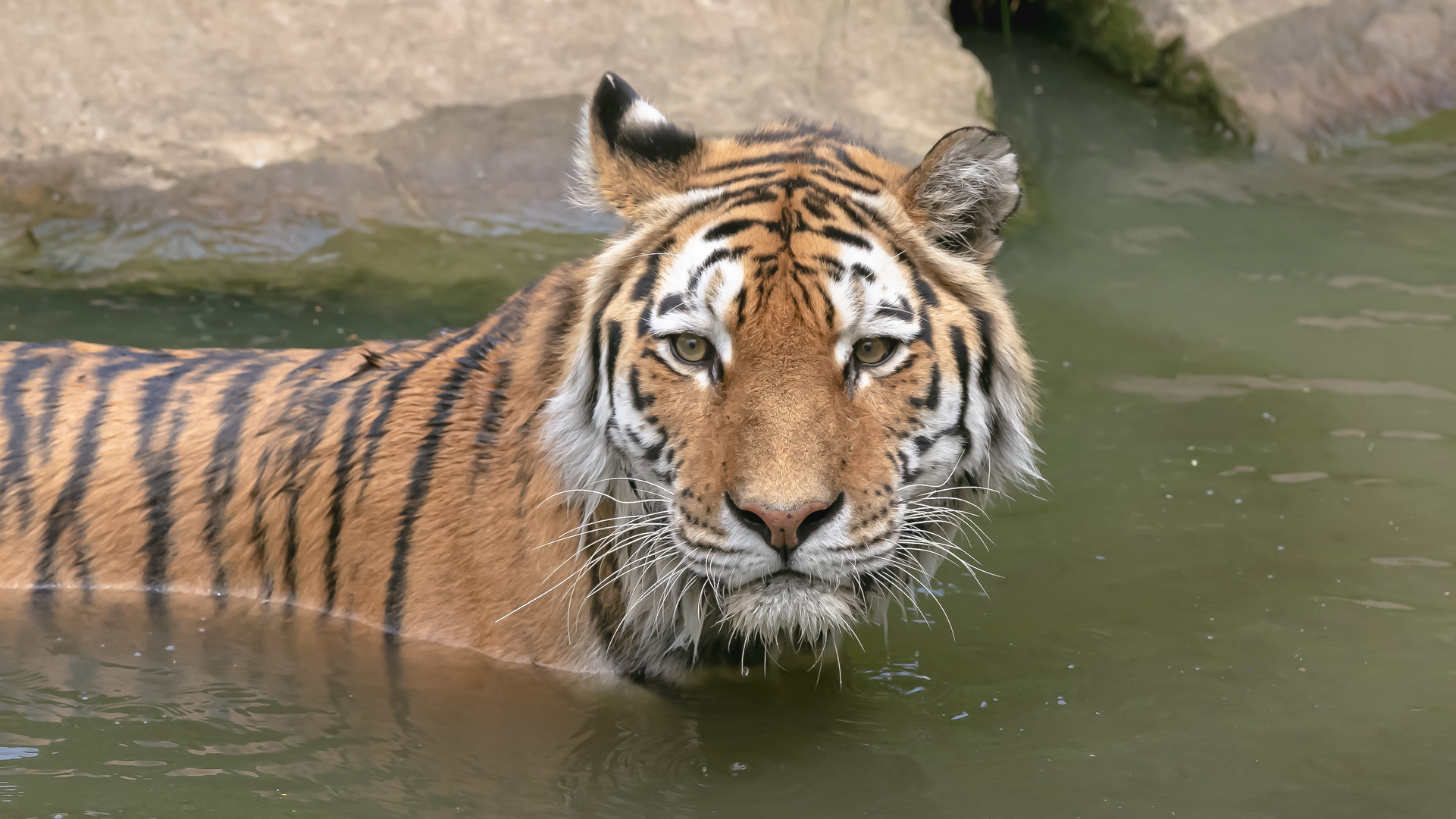 Internationaler Tag des Tigers 2022