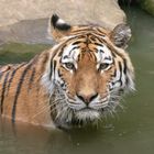 Internationaler Tag des Tigers 2022