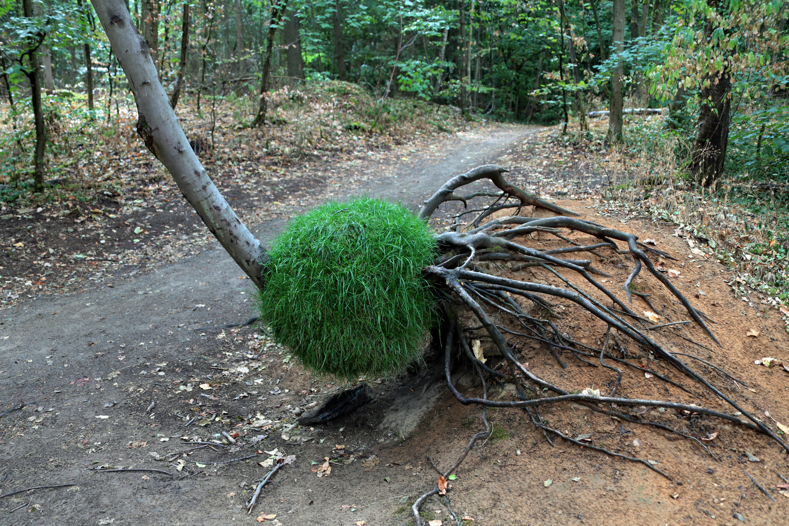 Internationaler Waldkunstpfad 2022