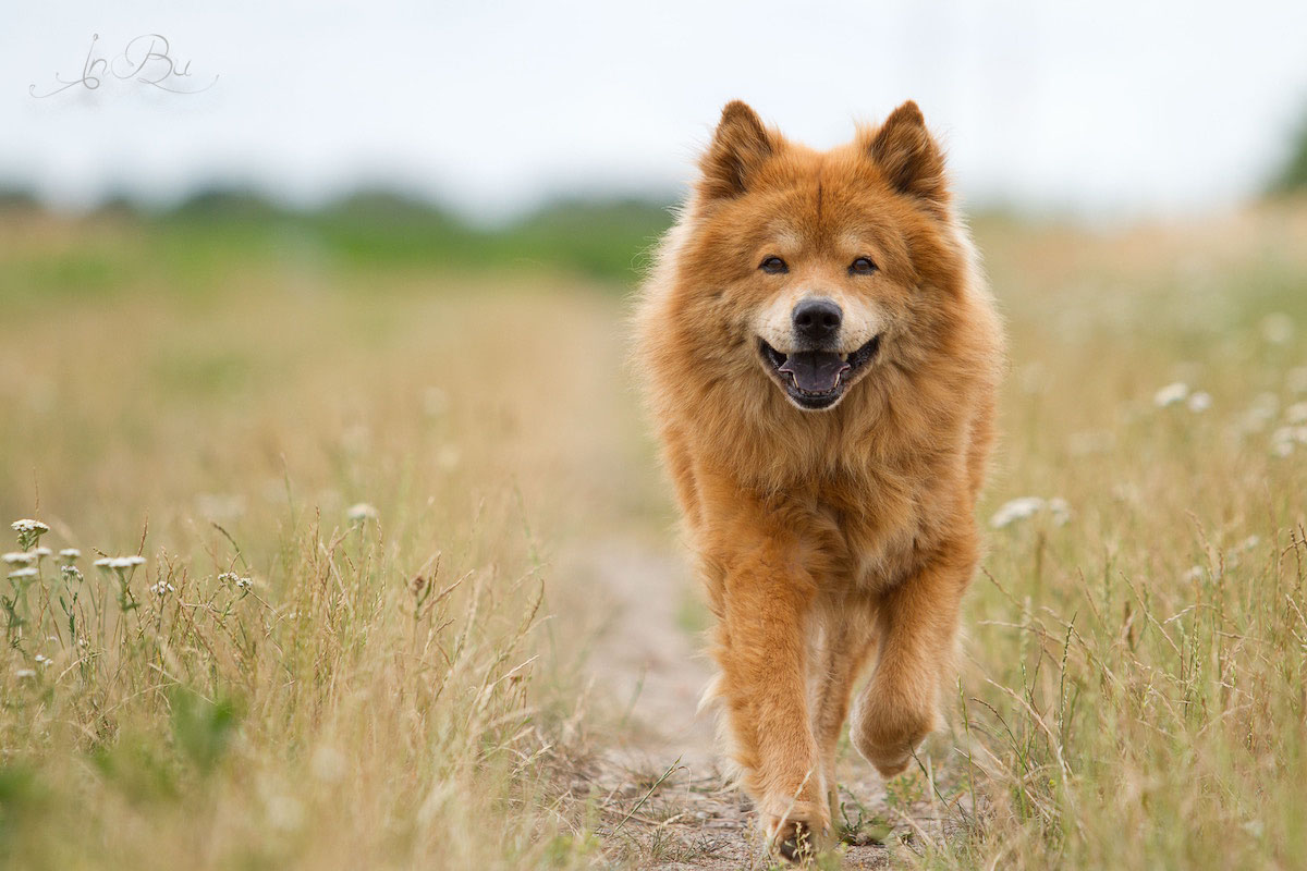 internationaler Welthundetag Foto & Bild tiere, haustiere, hunde