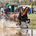 Internationales Fahrturnier