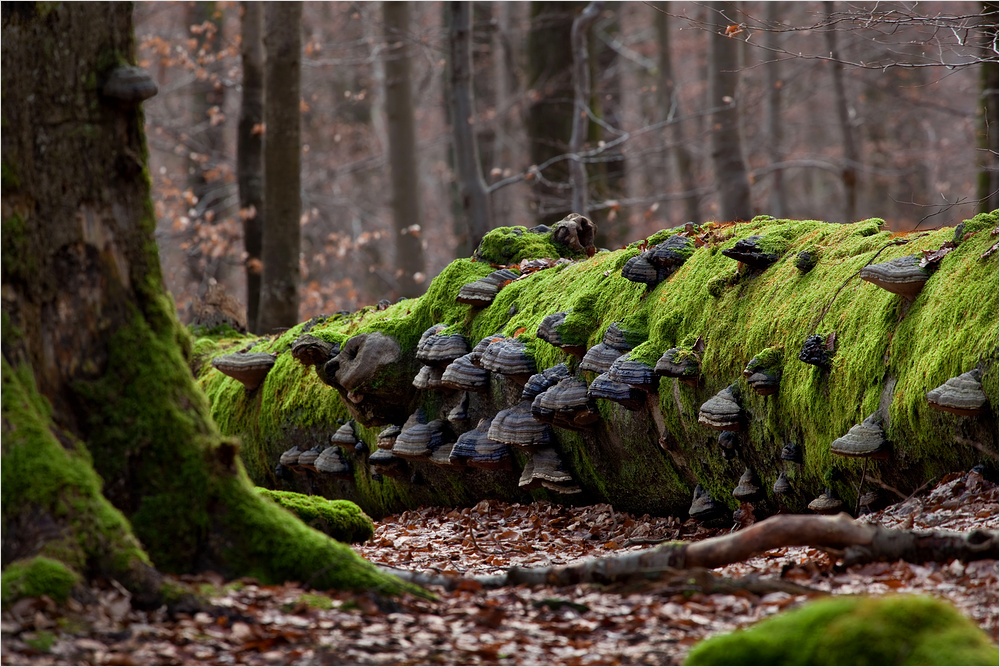 Internationales Jahr der Wälder 2011