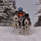 Internationales Schlittenhunderennen Gaberl....