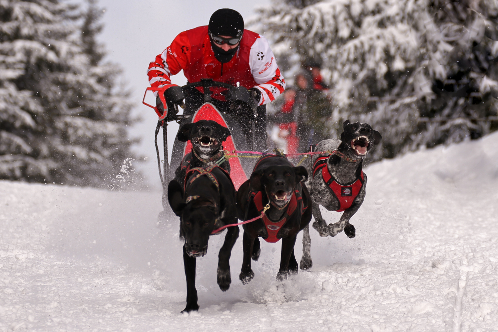 Internationales Schlittenhunderennen Gaberl..