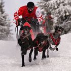 Internationales Schlittenhunderennen Gaberl..