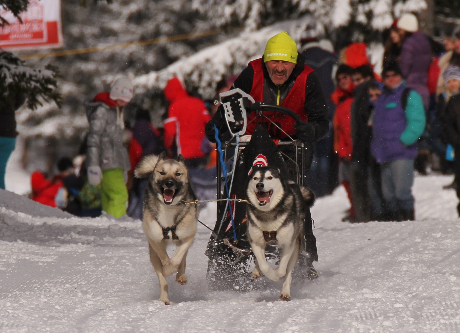 Internationales Schlittenhunderennen Gaberl.