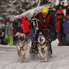 Internationales Schlittenhunderennen Gaberl.