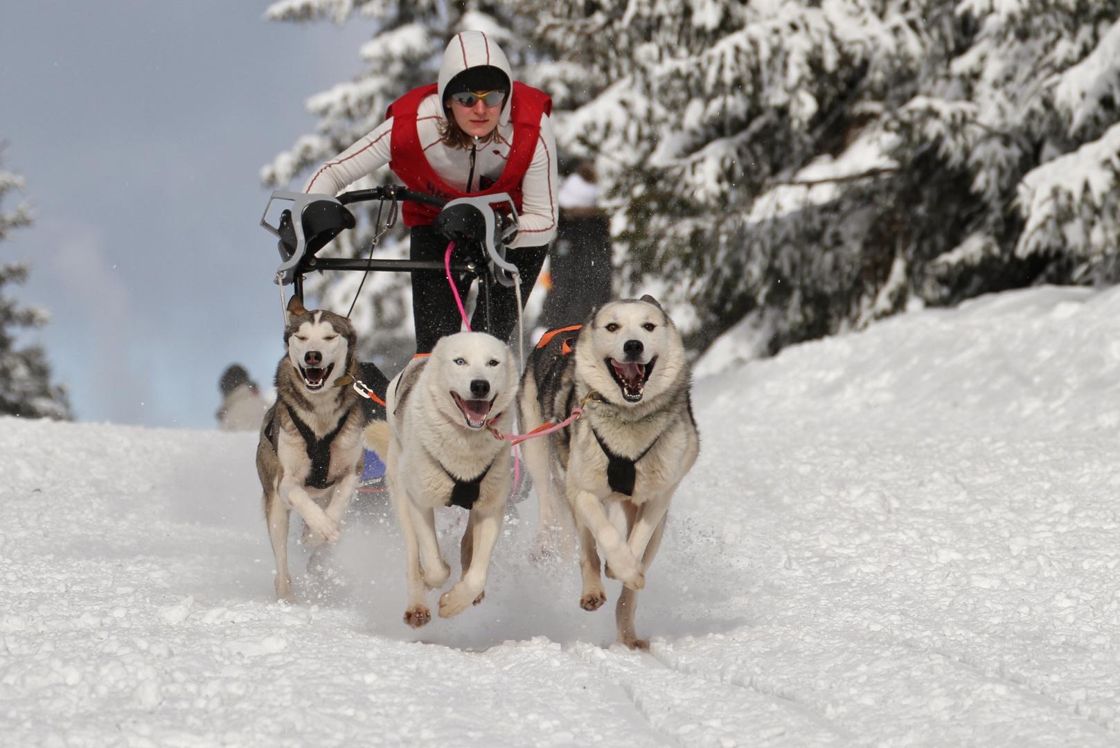 Internationales Schlittenhunderennen Gaberl.....