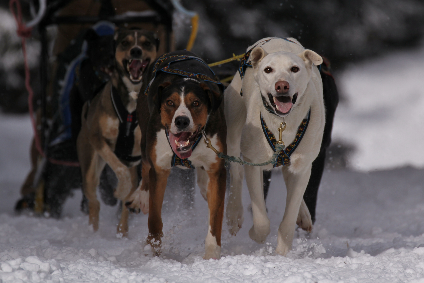 Internationales Schlittenhunderennen Gaberl