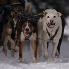 Internationales Schlittenhunderennen Gaberl