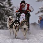 Internationales Schlittenhunderennen Gaberl...