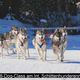 Internationales Schlittenhunderennen in Lenk 2009