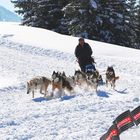 Internationales Schlittenhunderennen in LES MOSSES 2009