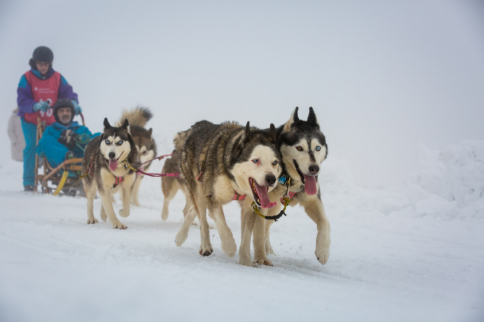 Internationales Schlittenhunderennen in Liebenscheid 2019 / Westerwalod