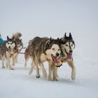 Internationales Schlittenhunderennen in Liebenscheid 2019 / Westerwalod