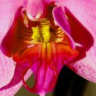 interno di orchidea