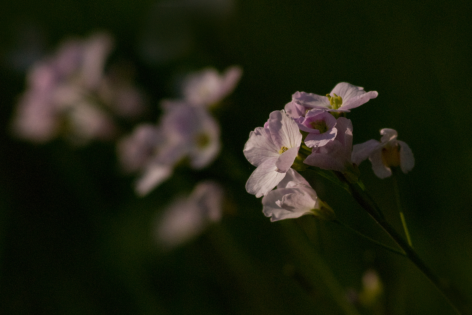 interprétation : Cardamine