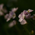 interprétation : Cardamine