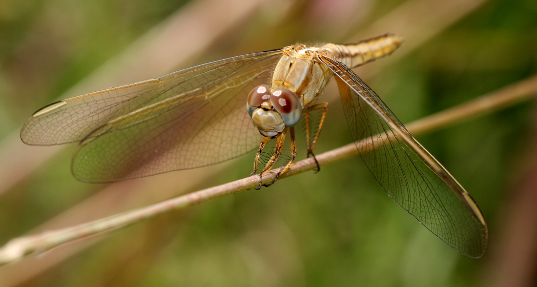 interview with a dragonfly