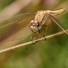 interview with a dragonfly