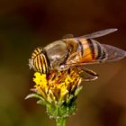 Interview with a honey maker