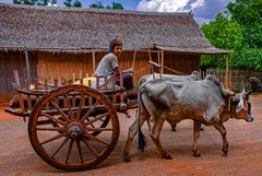 Intha farmer on the way home