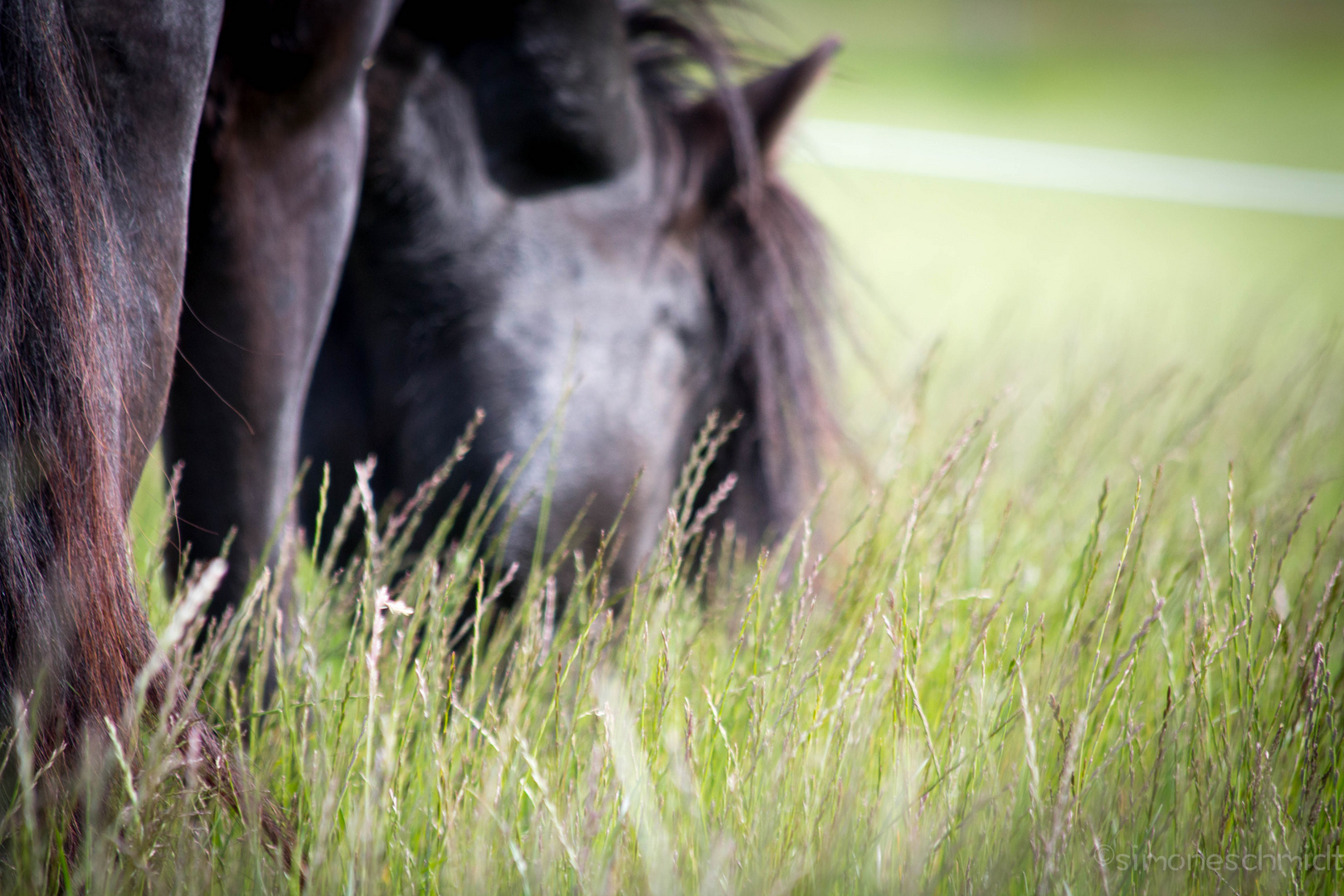 In.the.grass.