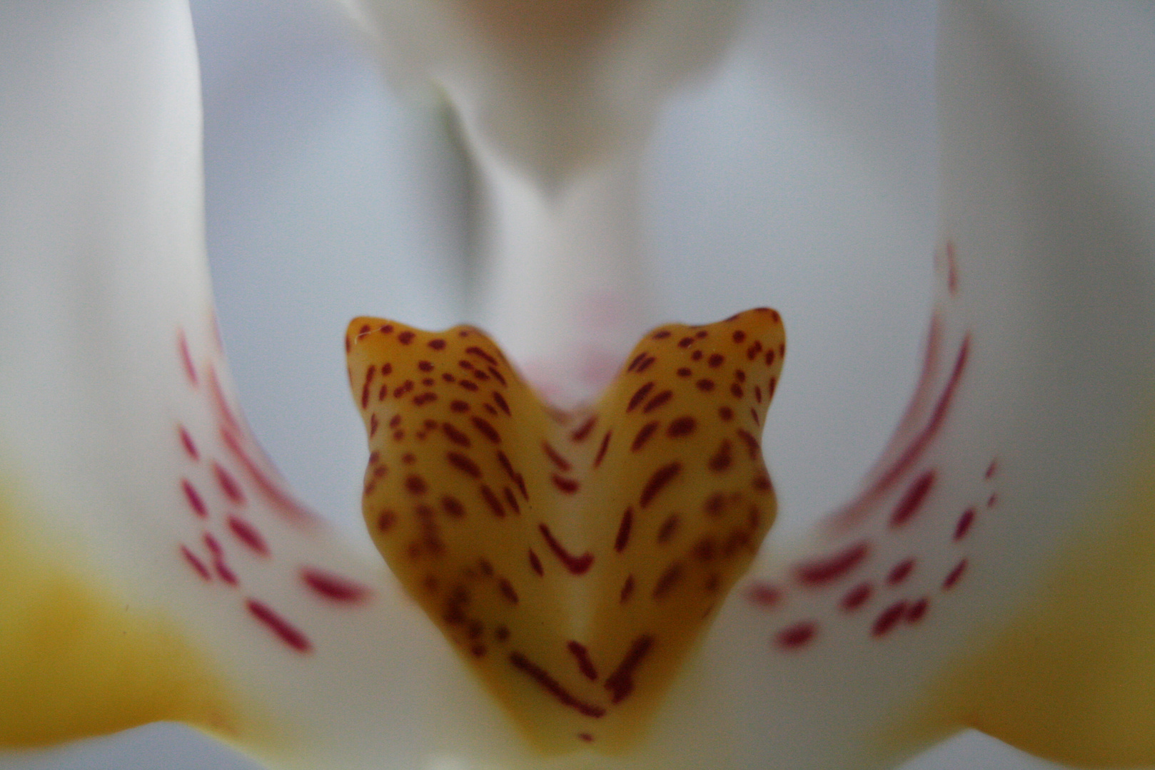 Intimidades de una orquídea