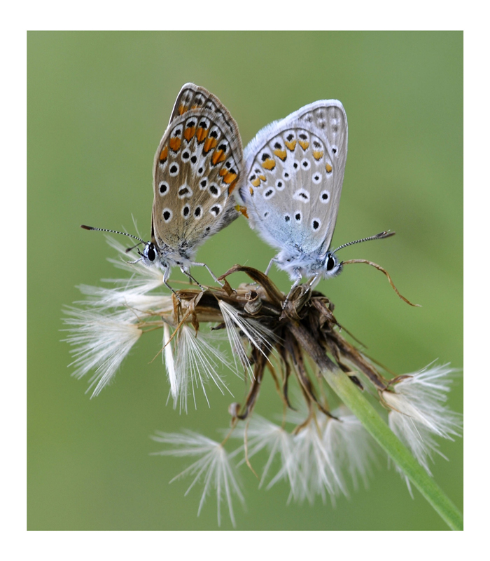 Intimità