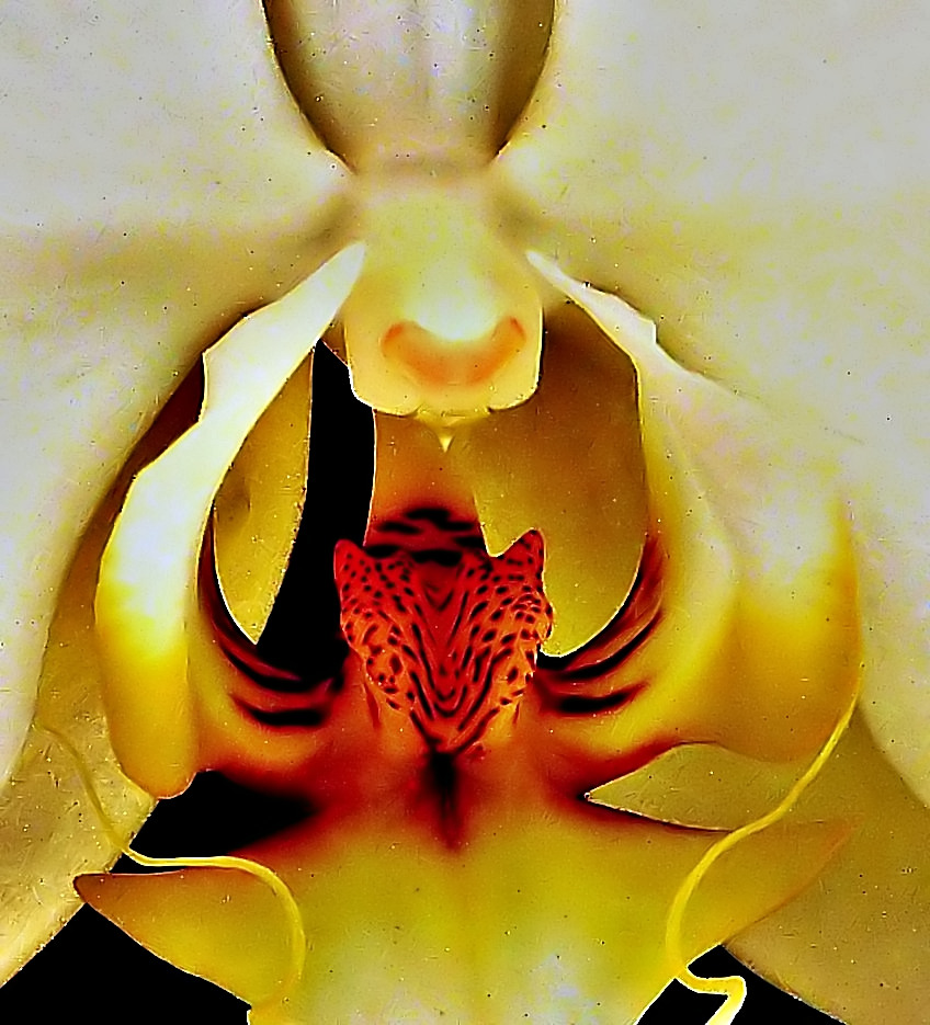 Intimità (di orchidea)