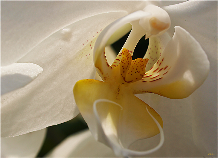 Intimität einer Orchidee