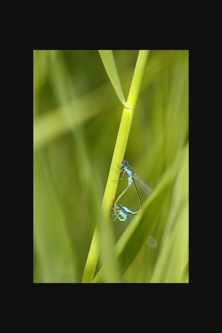 Intimité