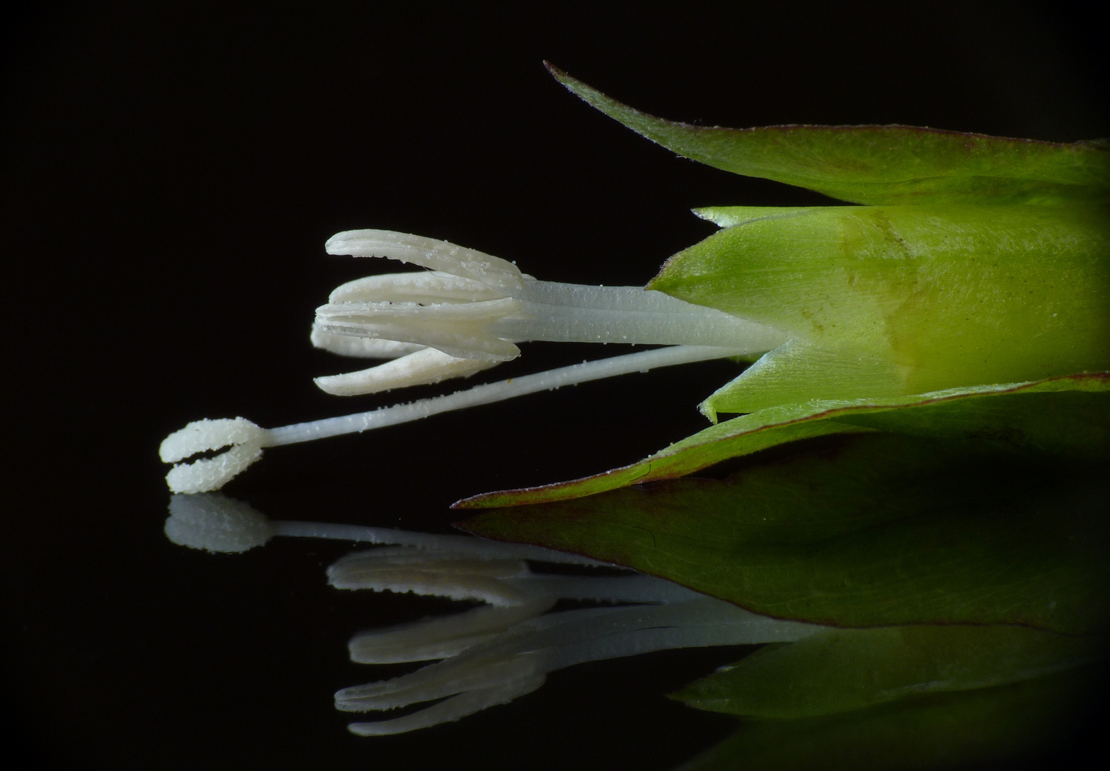 Intimité du liseron blanc