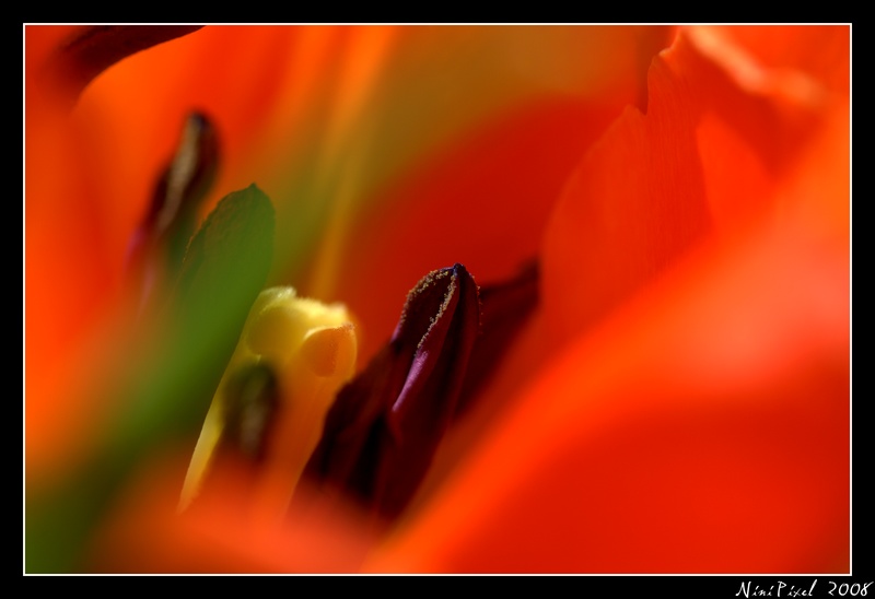 Intimité tulipienne