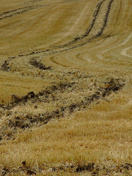 ...into the cornfield...