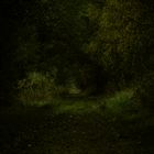Into the Dark Forest