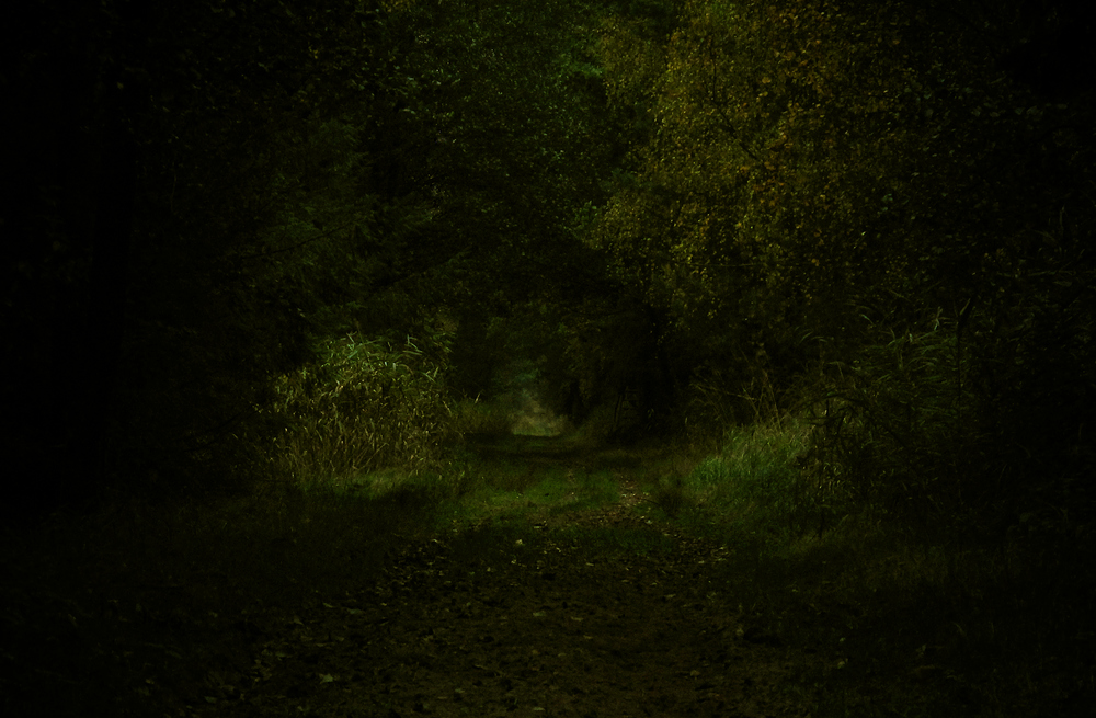Into the Dark Forest