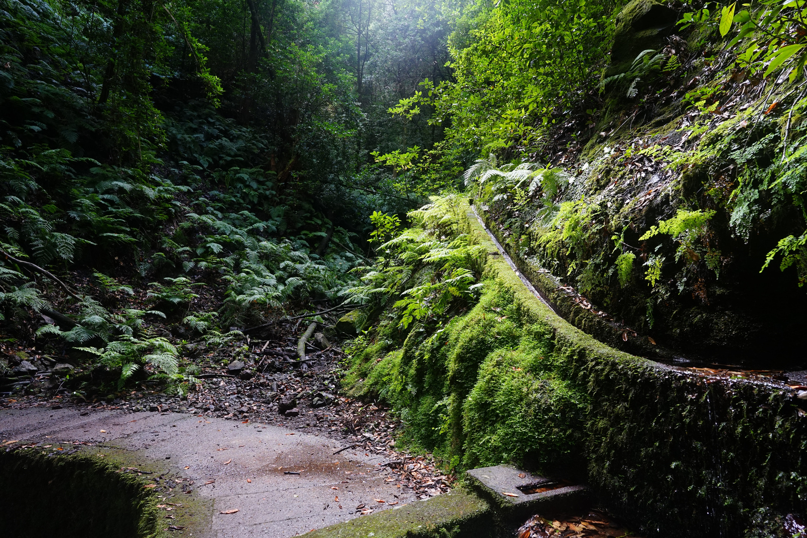 Into the green - lavada madeira