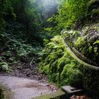 Into the green - lavada madeira