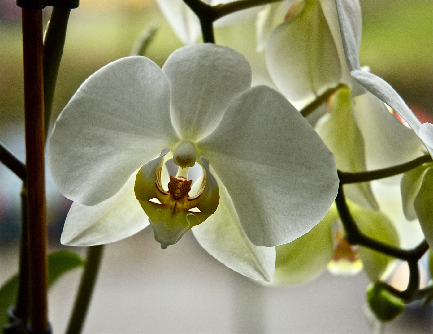 " into the hart of the orchid"