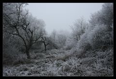 Into the Heart of Winter