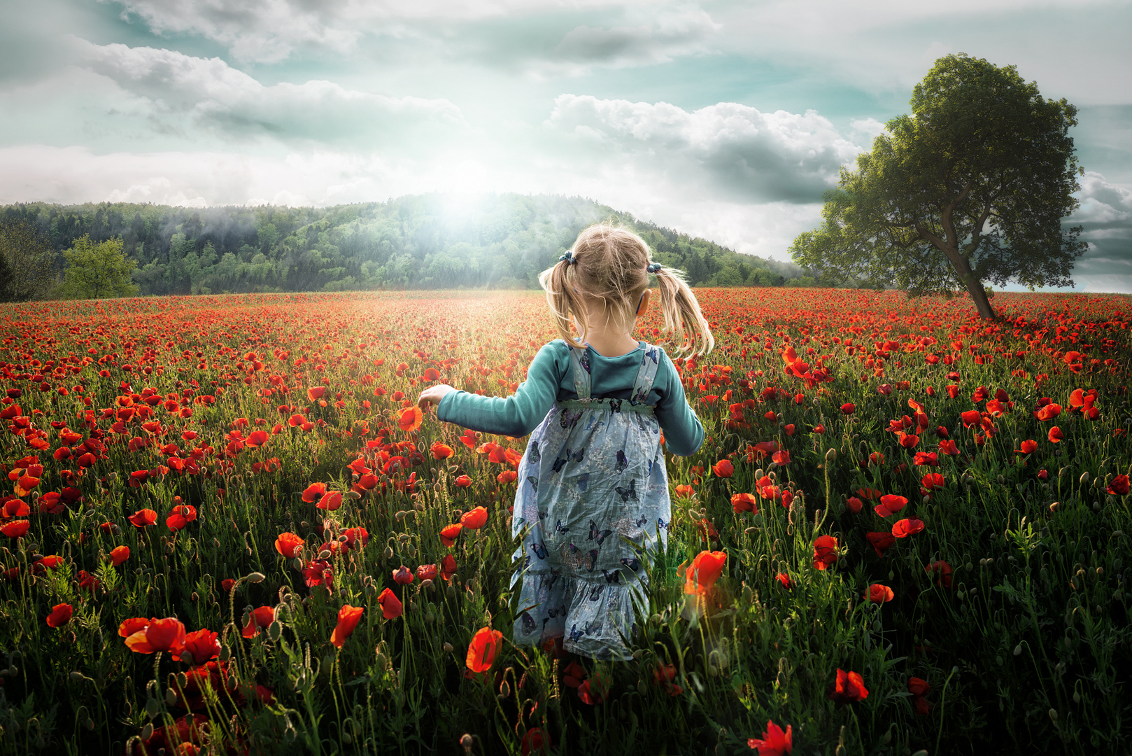 Into the Poppies