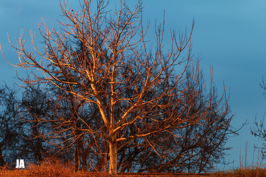 Into the tree...